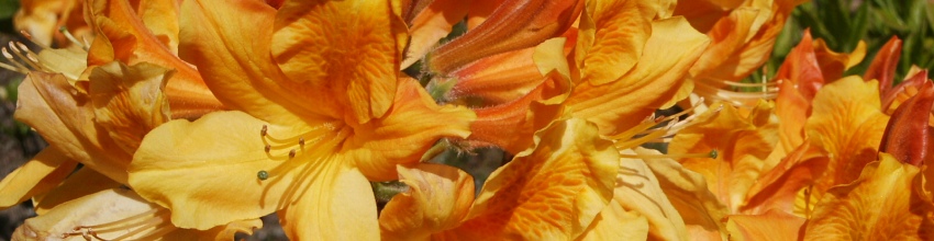 Rhod KnapHill banner